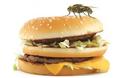 ΠΡΟΣΟΧΗ! Τι μπορεί να συμβεί στο φαγητό σας αν ακουμπήσει μία μύγα πάνω;