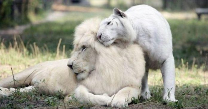 Ένα λευκό λιοντάρι και μία λευκή τίγρης έκαναν μωρά! Δεν φαντάζεστε τι έβγαλαν... [photos] - Φωτογραφία 1