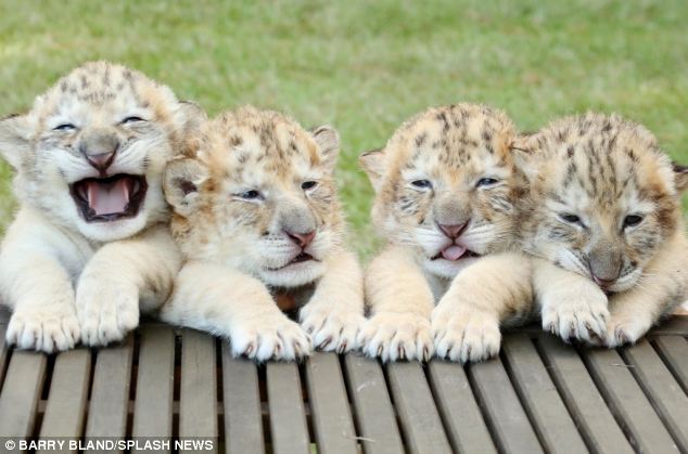 Ένα λευκό λιοντάρι και μία λευκή τίγρης έκαναν μωρά! Δεν φαντάζεστε τι έβγαλαν... [photos] - Φωτογραφία 2
