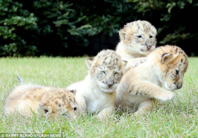 Ένα λευκό λιοντάρι και μία λευκή τίγρης έκαναν μωρά! Δεν φαντάζεστε τι έβγαλαν... [photos] - Φωτογραφία 3