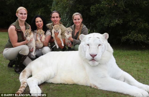 Ένα λευκό λιοντάρι και μία λευκή τίγρης έκαναν μωρά! Δεν φαντάζεστε τι έβγαλαν... [photos] - Φωτογραφία 4