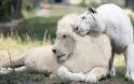 Ένα λευκό λιοντάρι και μία λευκή τίγρης έκαναν μωρά! Δεν φαντάζεστε τι έβγαλαν... [photos]