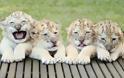 Ένα λευκό λιοντάρι και μία λευκή τίγρης έκαναν μωρά! Δεν φαντάζεστε τι έβγαλαν... [photos] - Φωτογραφία 2