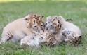 Ένα λευκό λιοντάρι και μία λευκή τίγρης έκαναν μωρά! Δεν φαντάζεστε τι έβγαλαν... [photos] - Φωτογραφία 5