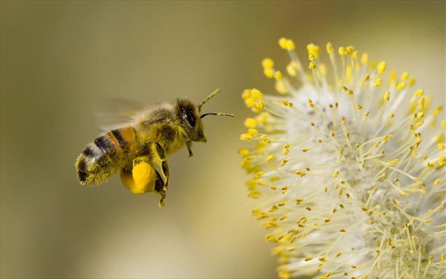 Δύο νέες έρευνες συνδέουν τα νεονικοτινοειδή παρασιτοκτόνα με τη μείωση του πληθυσμού των μελισσών - Φωτογραφία 1