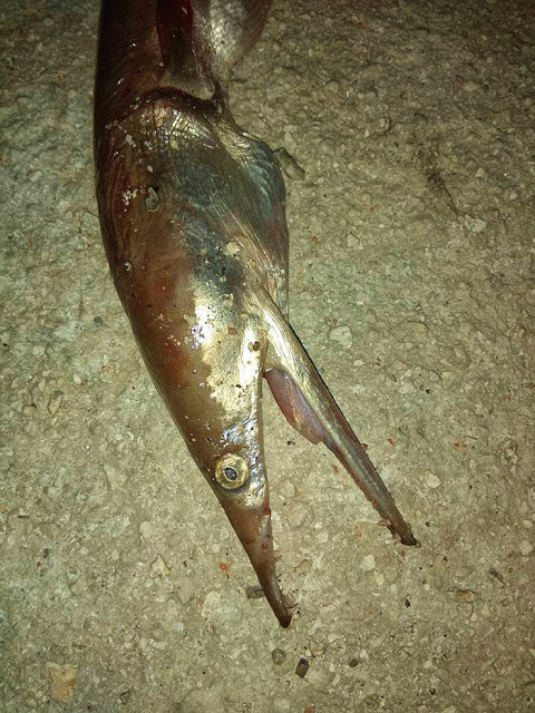 Ναύπλιο: Ψάρι... «ανακόντα» μπλέχτηκε στα δίχτυα ψαρά! - Φωτογραφία 2