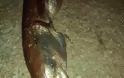 Ναύπλιο: Ψάρι... «ανακόντα» μπλέχτηκε στα δίχτυα ψαρά! - Φωτογραφία 2