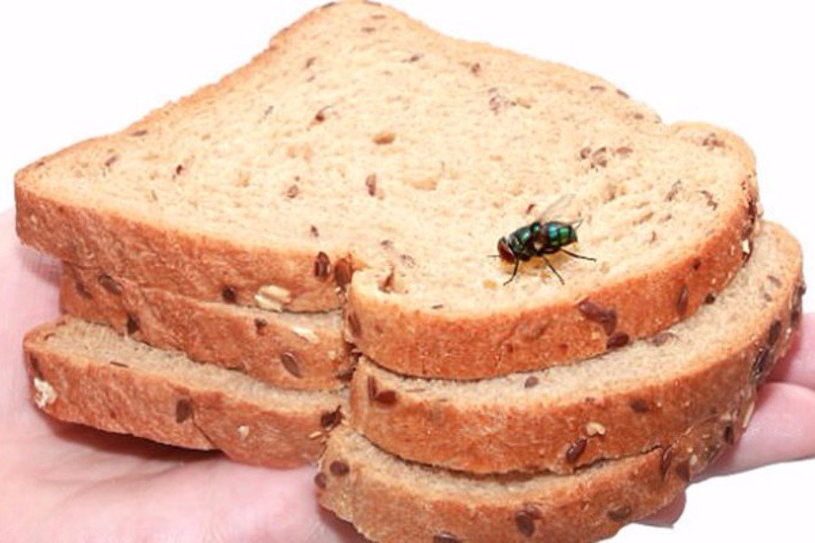 Τι συμβαίνει αν κάτσει μια μύγα στο φαγητό σας (video) - Φωτογραφία 1