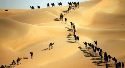 Τα μεγαλύτερα θύματα της κρίσης στον Κόλπο: Εκατοντάδες καμήλες νεκρές από τη δίψα (φωτό) - Φωτογραφία 1