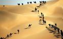 Τα μεγαλύτερα θύματα της κρίσης στον Κόλπο: Εκατοντάδες καμήλες νεκρές από τη δίψα (φωτό)