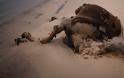 Τα μεγαλύτερα θύματα της κρίσης στον Κόλπο: Εκατοντάδες καμήλες νεκρές από τη δίψα (φωτό) - Φωτογραφία 2