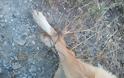 Μεγαλόπολη: Βρήκε τα σκυλιά νεκρά με τα πόδια τους δεμένα με σύρμα - Φωτογραφία 1