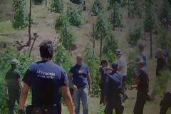 Ρέθυμνο: Μεγάλη αστυνομική επιχείρηση: Εντοπίστηκε χασισοφυτεία