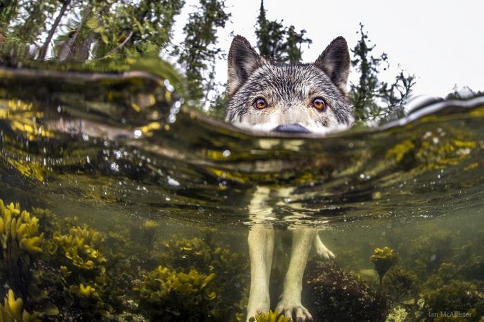 Γνωρίστε το σπάνιο είδος λύκων που κολυμπάει - Φωτογραφία 1