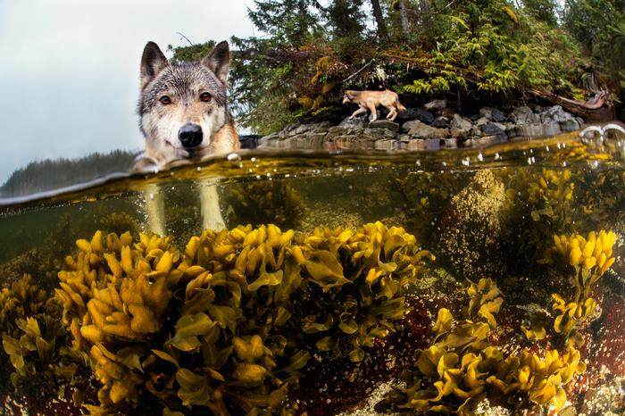 Γνωρίστε το σπάνιο είδος λύκων που κολυμπάει - Φωτογραφία 2