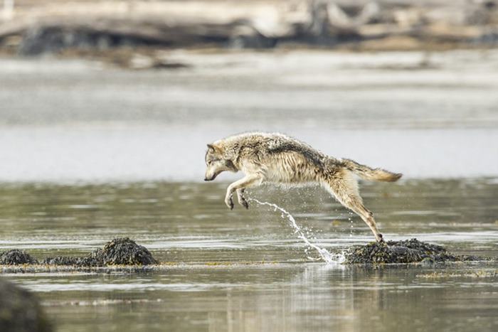 Γνωρίστε το σπάνιο είδος λύκων που κολυμπάει - Φωτογραφία 6