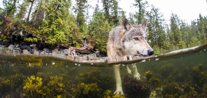 Γνωρίστε το σπάνιο είδος λύκων που κολυμπάει - Φωτογραφία 7
