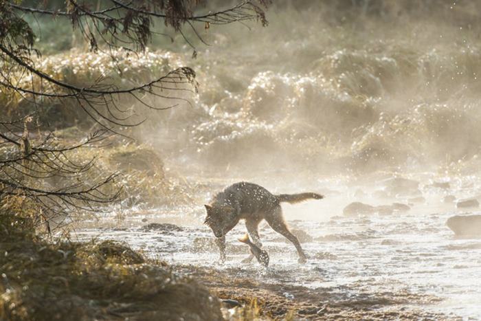 Γνωρίστε το σπάνιο είδος λύκων που κολυμπάει - Φωτογραφία 8