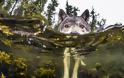 Γνωρίστε το σπάνιο είδος λύκων που κολυμπάει - Φωτογραφία 3
