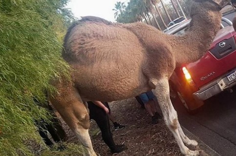 Αυστραλία: Καμήλα το έσκασε από τσίρκο για να... κάνει τη ζωή της - Φωτογραφία 1