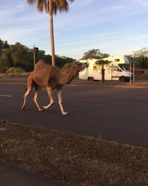 Αυστραλία: Καμήλα το έσκασε από τσίρκο για να... κάνει τη ζωή της - Φωτογραφία 2