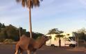 Αυστραλία: Καμήλα το έσκασε από τσίρκο για να... κάνει τη ζωή της - Φωτογραφία 2