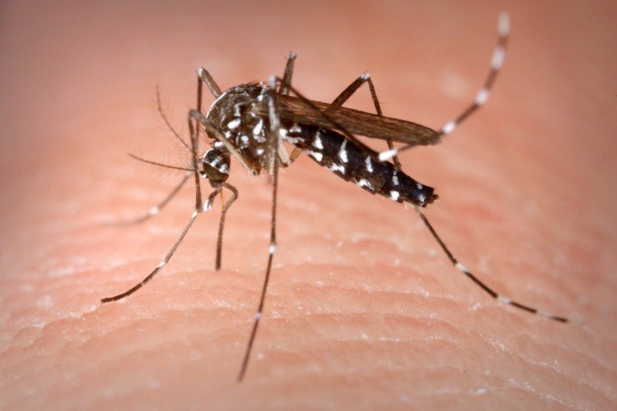 7 λόγοι που έλκουν τα κουνούπια ώστε να σε τσιμπάνε περισσότερο - Φωτογραφία 1