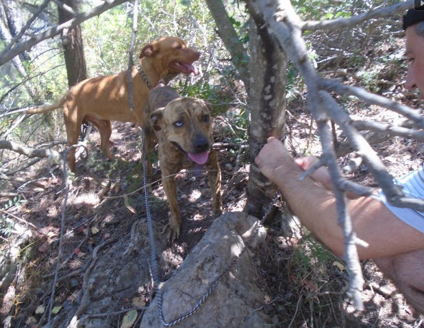 Έδεσε και εγκατέλειψε 2 σκυλιά σε ορεινή περιοχή της Σαλαμίνας - Φωτογραφία 2