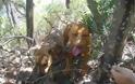 Έδεσε και εγκατέλειψε 2 σκυλιά σε ορεινή περιοχή της Σαλαμίνας - Φωτογραφία 1