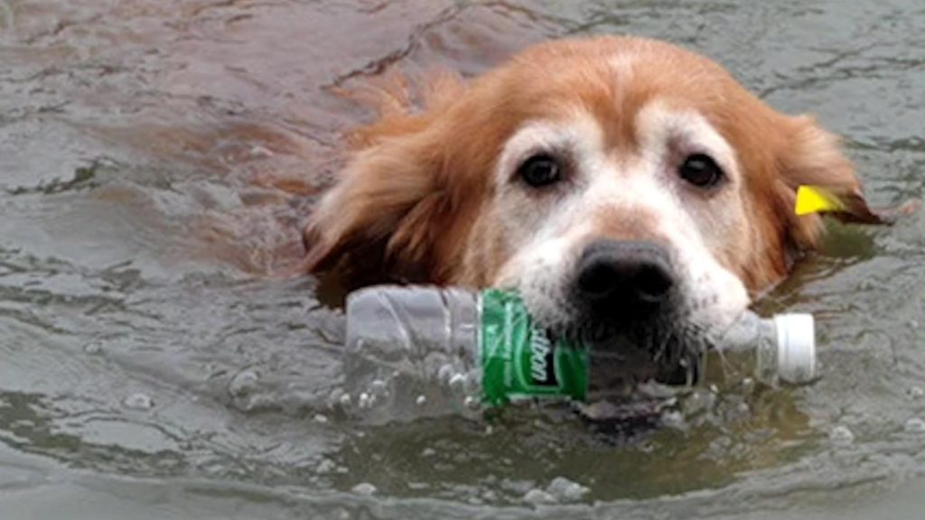 Ο σκύλος που καθαρίζει τα ποτάμια από τα πλαστικά μπουκάλια [video] - Φωτογραφία 1
