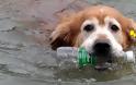 Ο σκύλος που καθαρίζει τα ποτάμια από τα πλαστικά μπουκάλια [video]