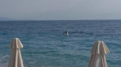Ο χορός των δελφινιών στη παραλία της Ακράτας (video) - Φωτογραφία 1