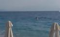 Ο χορός των δελφινιών στη παραλία της Ακράτας (video)