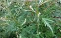 Αρτεμισία: To φυτό της Κρήτης που σκοτώνει τον καρκίνο σε 16 ώρες