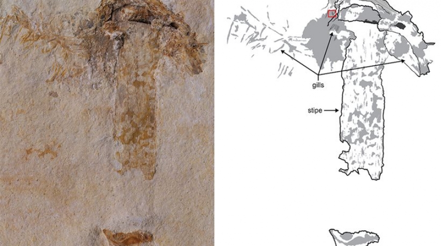 Ανακαλύφθηκε το αρχαιότερο απολίθωμα μανιταριού ηλικίας 115 εκατ. ετών - Φωτογραφία 1