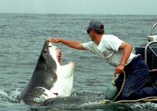 Φιλία μεταξύ ανθρώπου και καρχαρία [photos] - Φωτογραφία 1