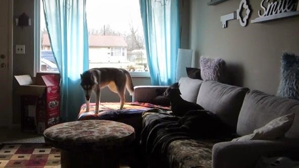 Τι γίνεται όταν ένας σκύλος μένει μόνος στο σπίτι; [video] - Φωτογραφία 1