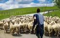 Σοκάρει η μαρτυρία κτηνοτρόφου στην Εύβοια: Ήρθα τετ α τετ με...