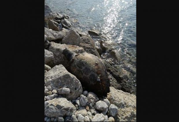 Βρήκε θαλάσσια χελώνα νεκρή στην παραλία της Αιγείρας Αχαΐας - Φωτογραφία 1