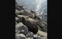 Βρήκε θαλάσσια χελώνα νεκρή στην παραλία της Αιγείρας Αχαΐας