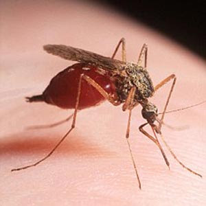 Ποια είναι τα συμπτώματα της λοίμωξης από ιό του Δυτικού Νείλου; Μικρά αλλά χρήσιμα μυστικά για τα κουνούπια - Φωτογραφία 2