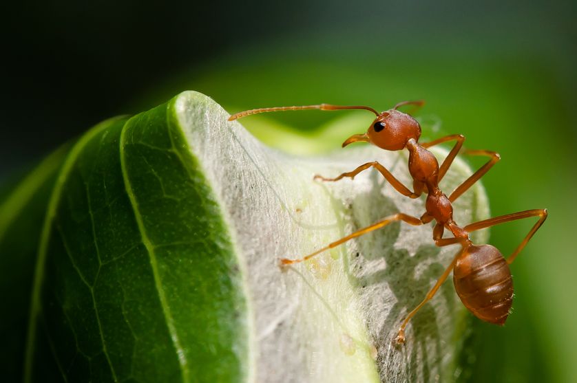 Μυρμήγκια προστατεύουν τους καρπούς των δέντρων - Φωτογραφία 1