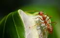 Μυρμήγκια προστατεύουν τους καρπούς των δέντρων