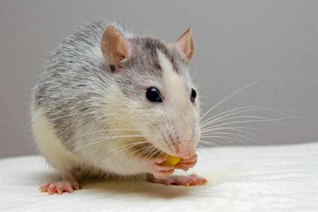 Εγκεφαλικός διακόπτης κάνει τα δειλά ποντίκια αρχηγούς - Φωτογραφία 1