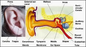 Ποιες οι αιτίες που μπορεί να χάσει κάποιος την ακοή του; Τι πρέπει να ξέρετε για τα αυτιά σας και την φροντίδα τους; - Φωτογραφία 2