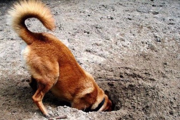 Γιατί οι σκύλοι σκάβουν τρύπες; - Φωτογραφία 1