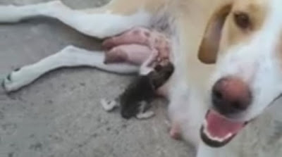 Ζώα πιο τρυφερά απο τους ανθρώπους:Λαμία: Σκυλίτσα θηλάζει γατάκι που πέταξαν στα σκουπίδια(video) - Φωτογραφία 1