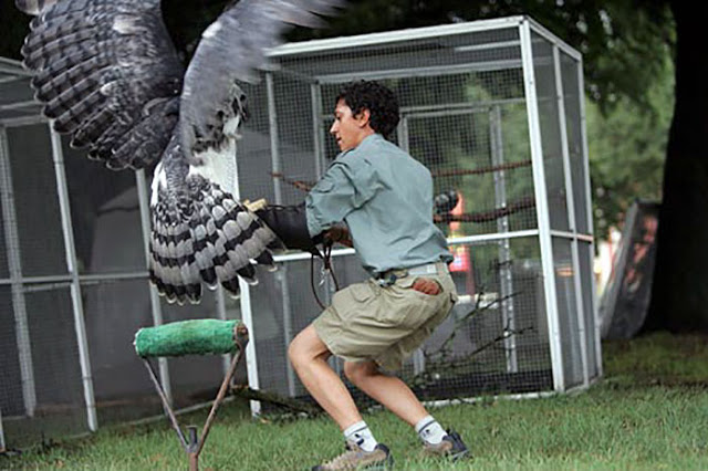Άρπυια:Ο ισχυρότερος αετός στον κόσμο [foto-video] - Φωτογραφία 4