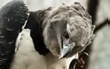 Άρπυια:Ο ισχυρότερος αετός στον κόσμο [foto-video] - Φωτογραφία 2