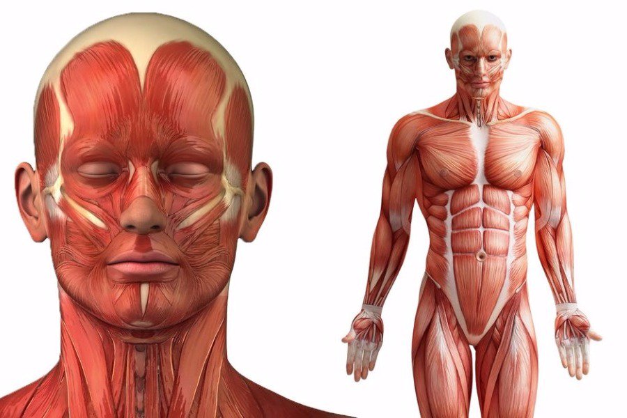 10 πράγματα που δε γνωρίζατε για το ανθρώπινο σώμα - Φωτογραφία 1